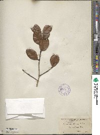 Quercus myrtifolia image