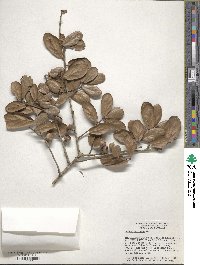 Quercus myrtifolia image