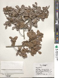 Quercus myrtifolia image