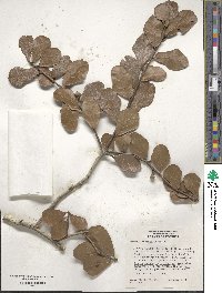 Quercus myrtifolia image