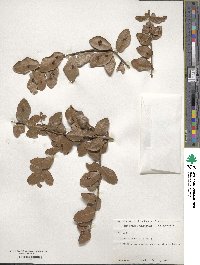 Quercus myrtifolia image