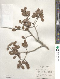 Quercus myrtifolia image