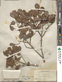 Quercus myrtifolia image