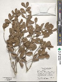 Quercus myrtifolia image