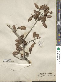 Quercus myrtifolia image