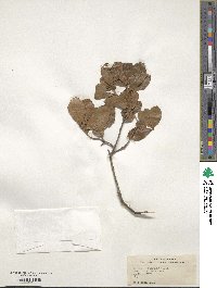 Quercus myrtifolia image