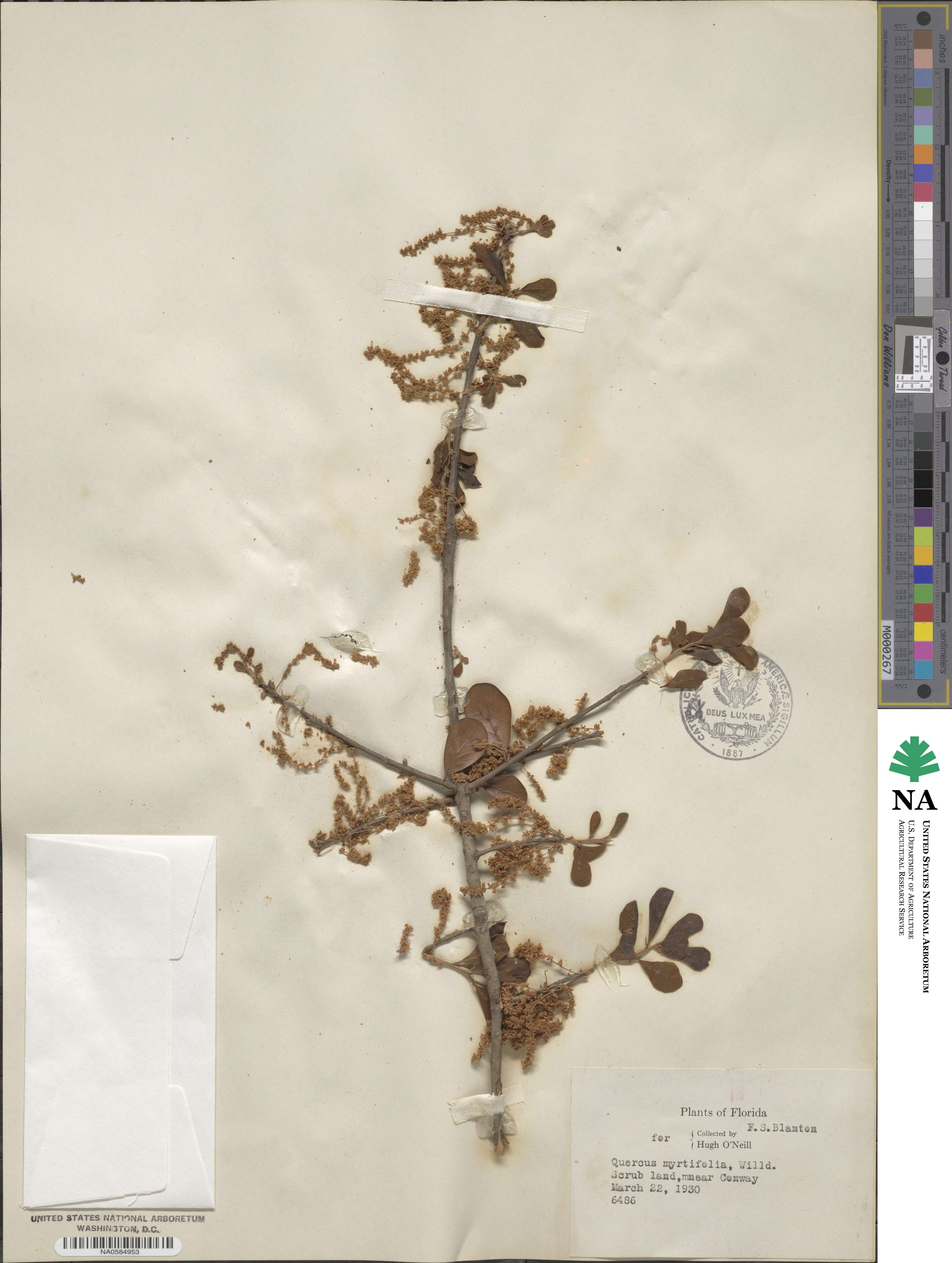 Quercus myrtifolia image