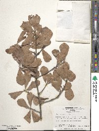 Quercus nigra image