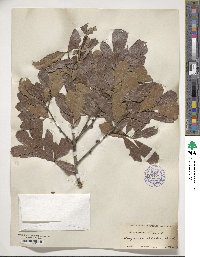 Quercus nigra image