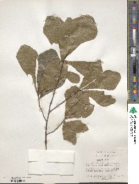 Quercus nigra image