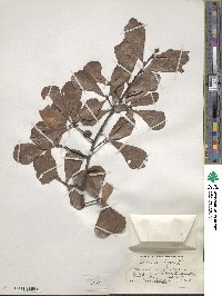 Quercus nigra image