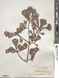 Quercus nigra image