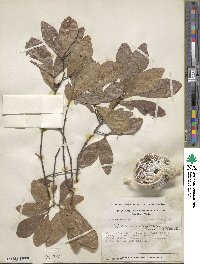 Quercus nigra image