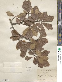 Quercus nigra image