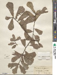 Quercus nigra image