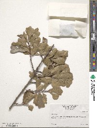 Quercus nigra image