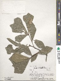 Quercus nigra image