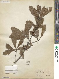 Quercus nigra image