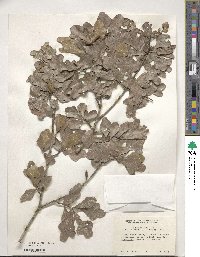 Quercus nigra image