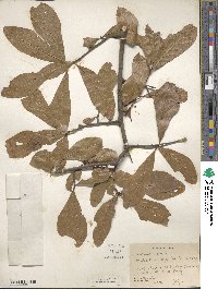 Quercus nigra image