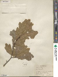 Quercus nigra image