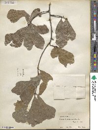 Quercus nigra image