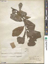 Quercus nigra image