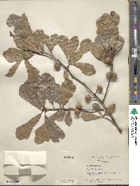 Quercus nigra image