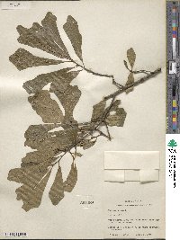 Quercus nigra image