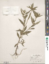 Bidens tripartita subsp. tripartita image