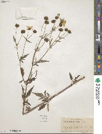 Bidens aristosa image