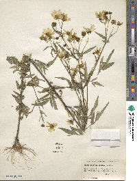 Bidens aristosa image