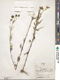 Bidens aristosa image