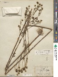 Bidens aristosa image