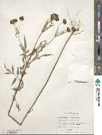 Bidens aristosa image