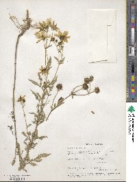 Bidens aristosa image