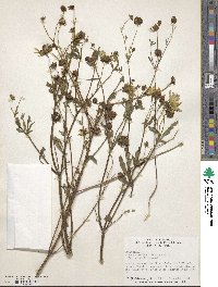 Bidens aristosa image