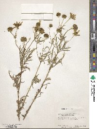 Bidens aristosa image