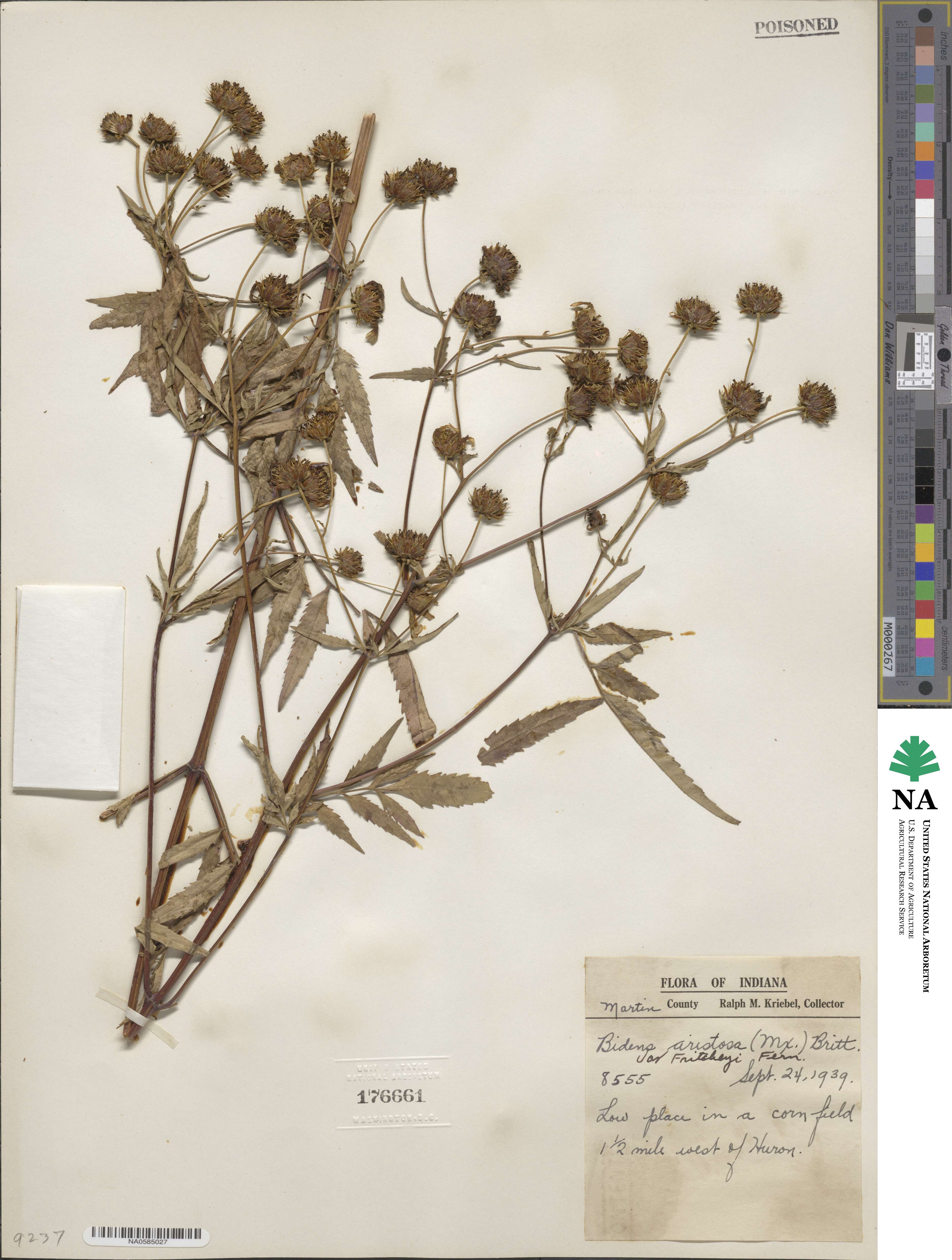 Bidens aristosa image