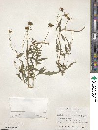 Bidens aristosa image