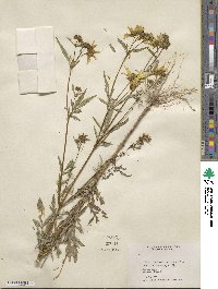 Bidens aristosa image