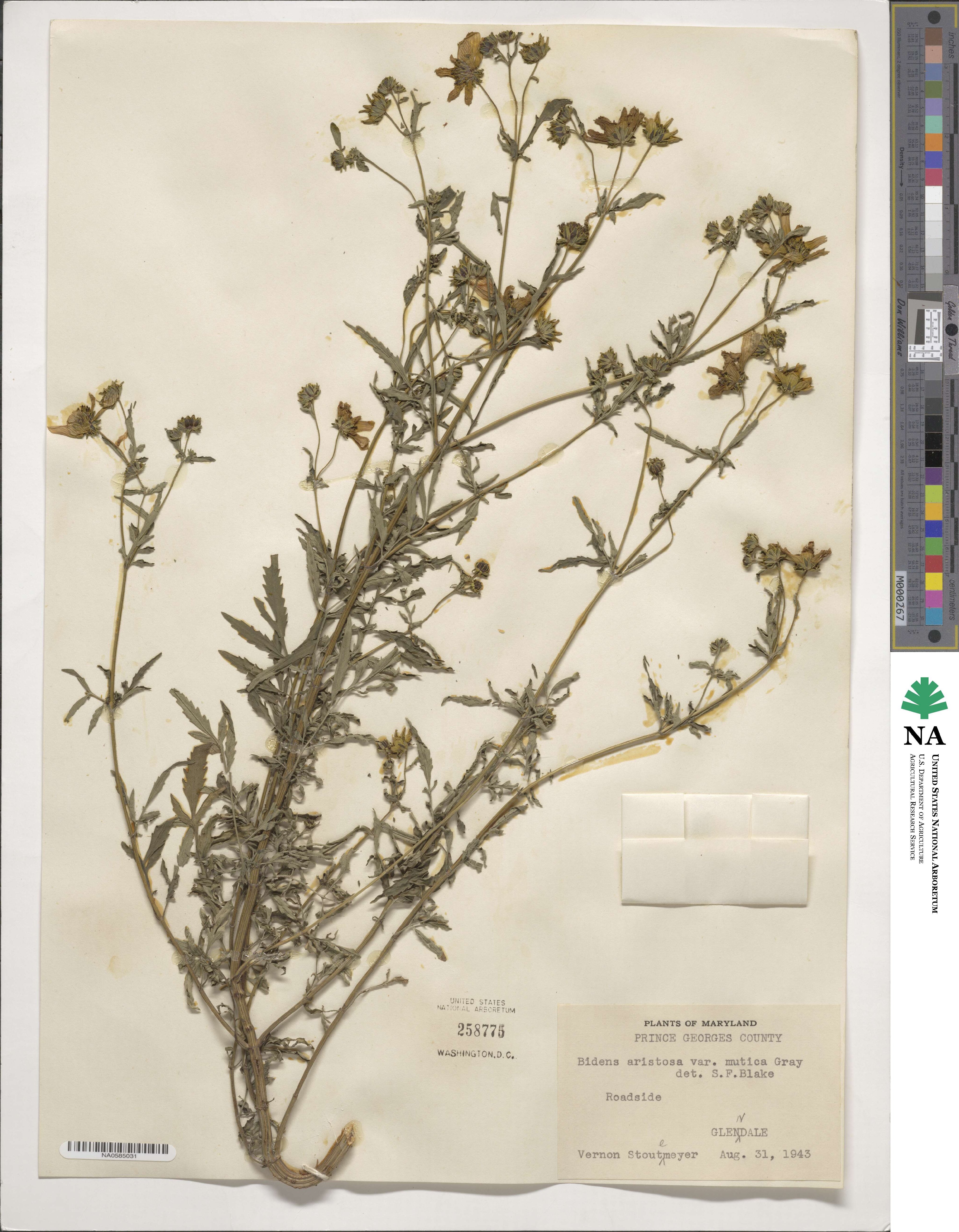 Bidens aristosa image