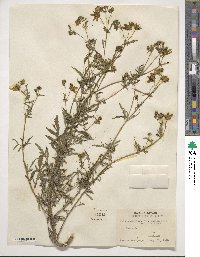 Bidens aristosa image