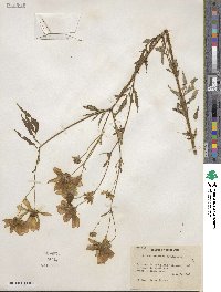 Bidens aristosa image