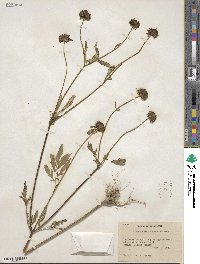 Bidens aristosa image