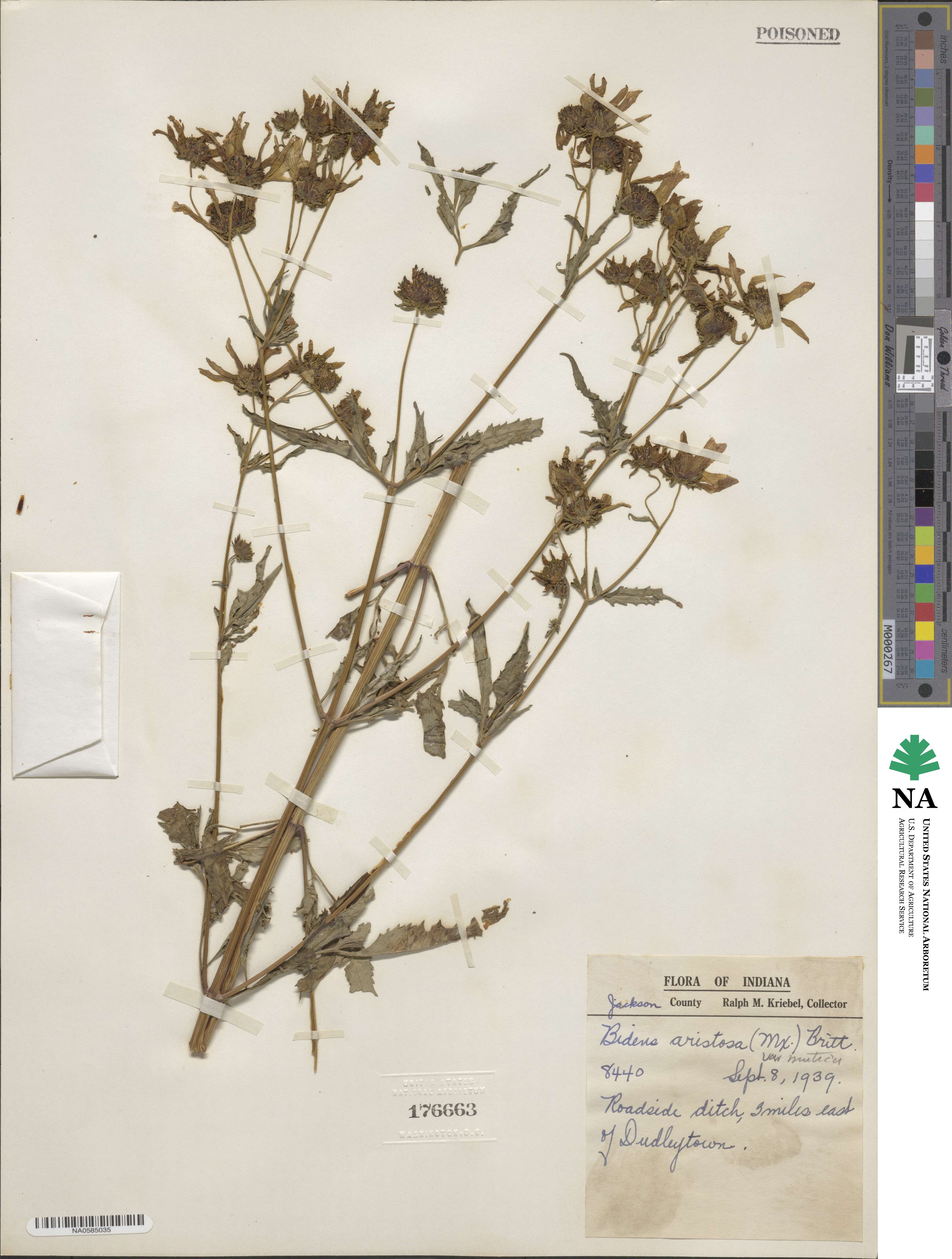 Bidens aristosa image