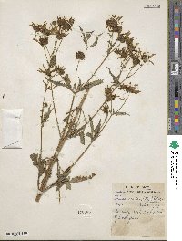 Bidens aristosa image