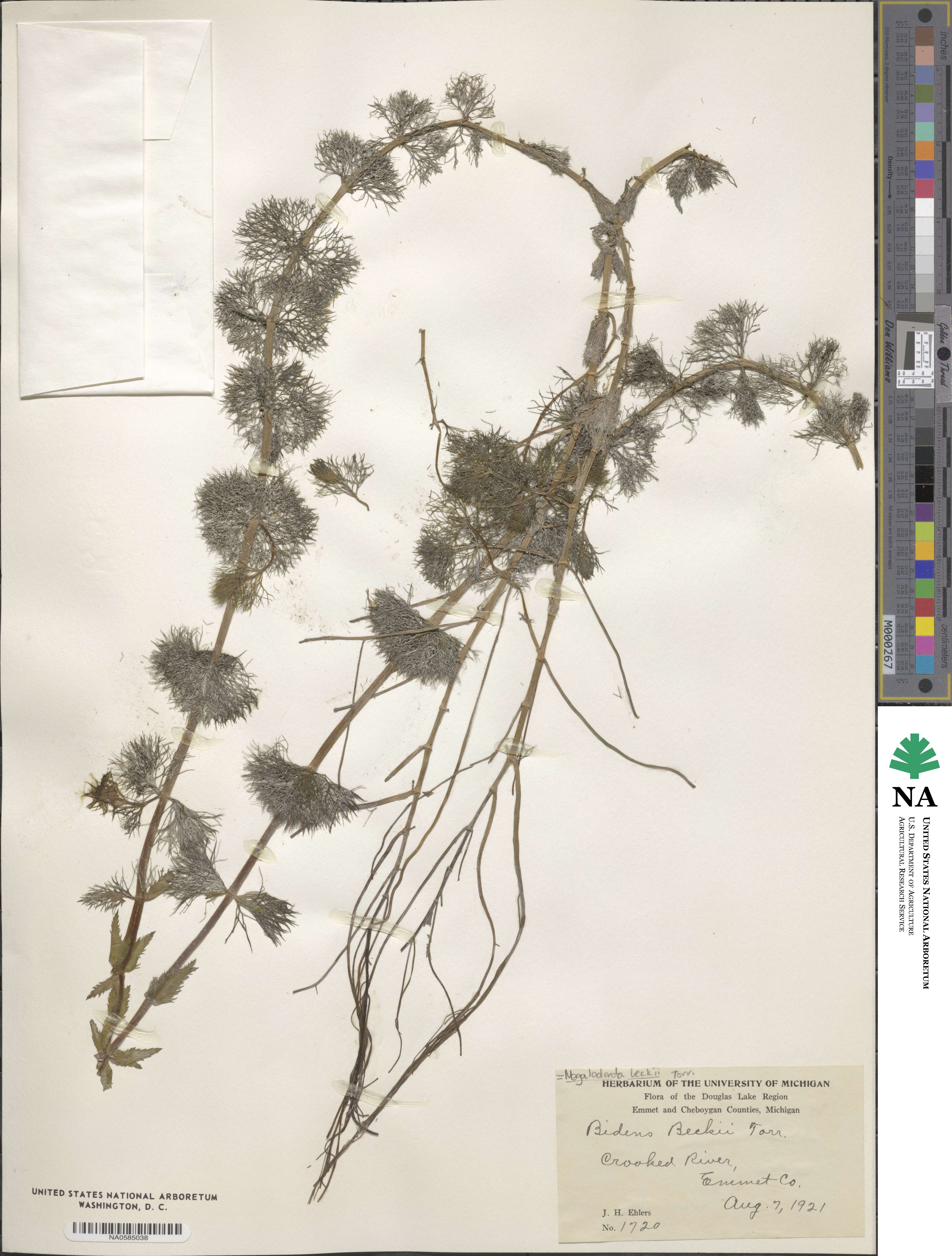 Bidens beckii image