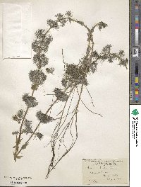 Bidens beckii image