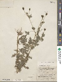 Image of Bidens bigelovii